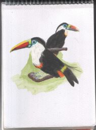 Toucans